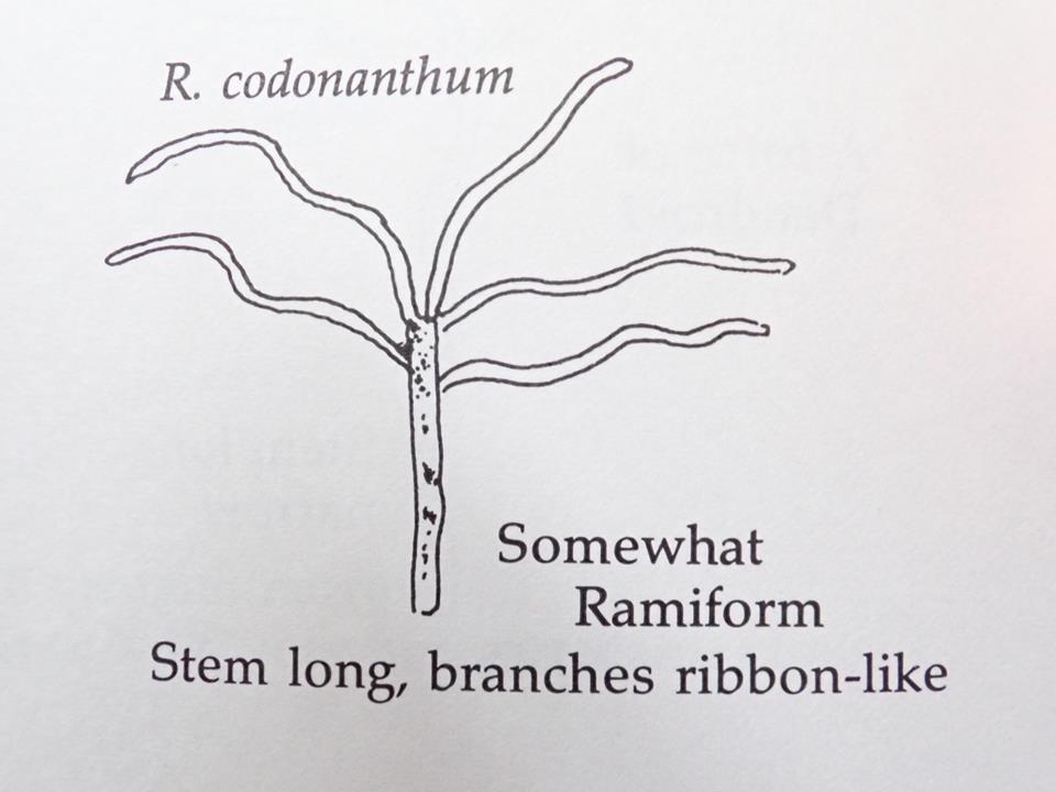  R. codonanthum hair, Davidian, photo: Kurt Hansen