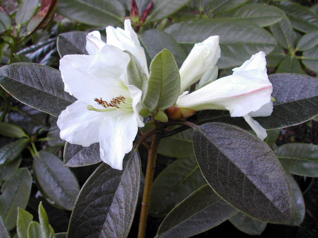  R. maddenii ssp. crassum. Photo: H. Helm
