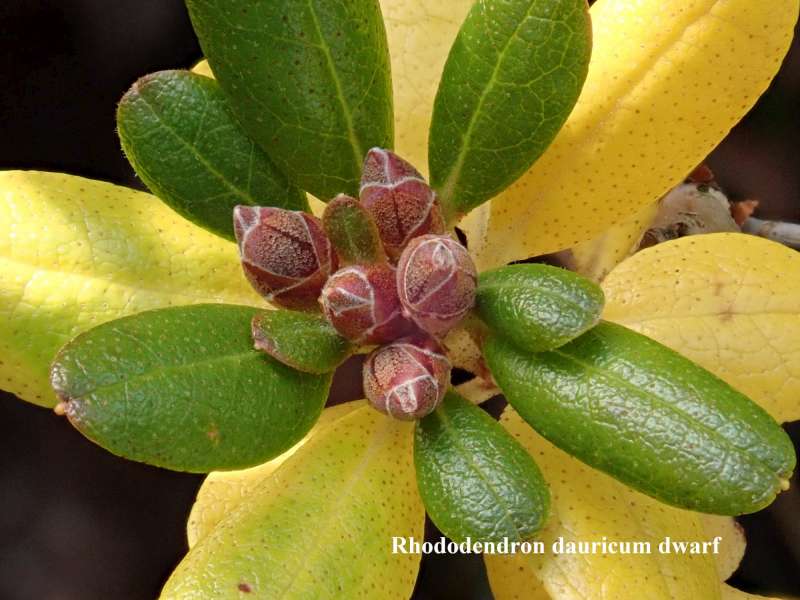  R. dauricum flower buds Foto: Kurt Hansen