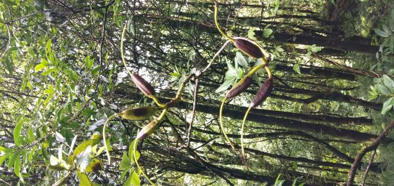  R. dalhousiae var. dalhousieae in Sikkim, seed pods. Photo: Aseesh Pandey