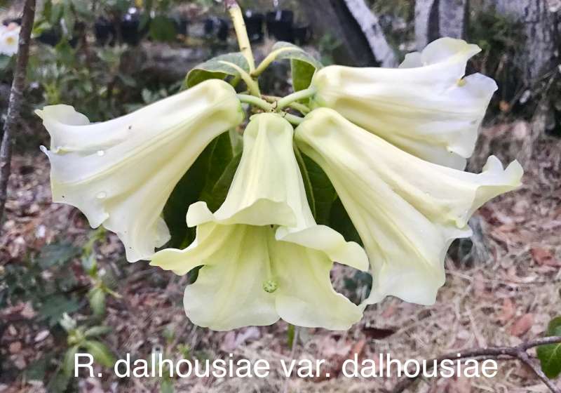  R. dalhousiae var. dalhousiae at Dennis McKiver. Photo: Dennis McKive