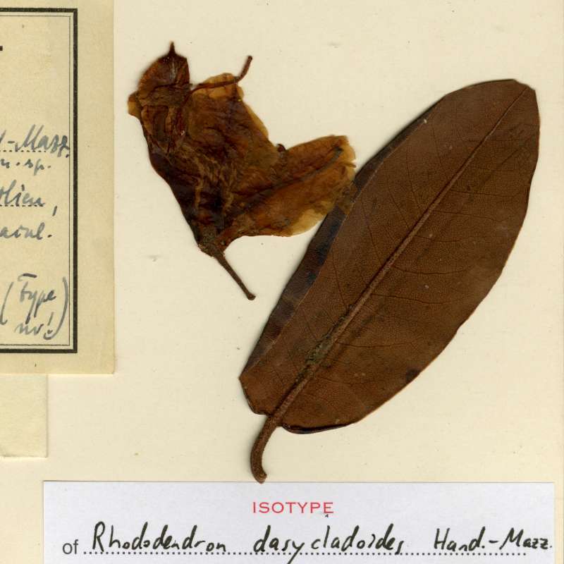  R. dasycladoides RSBG herbarium 