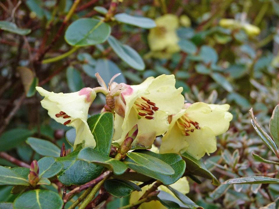  R. dekatanum, photo: Skotish Rhododendron Soc