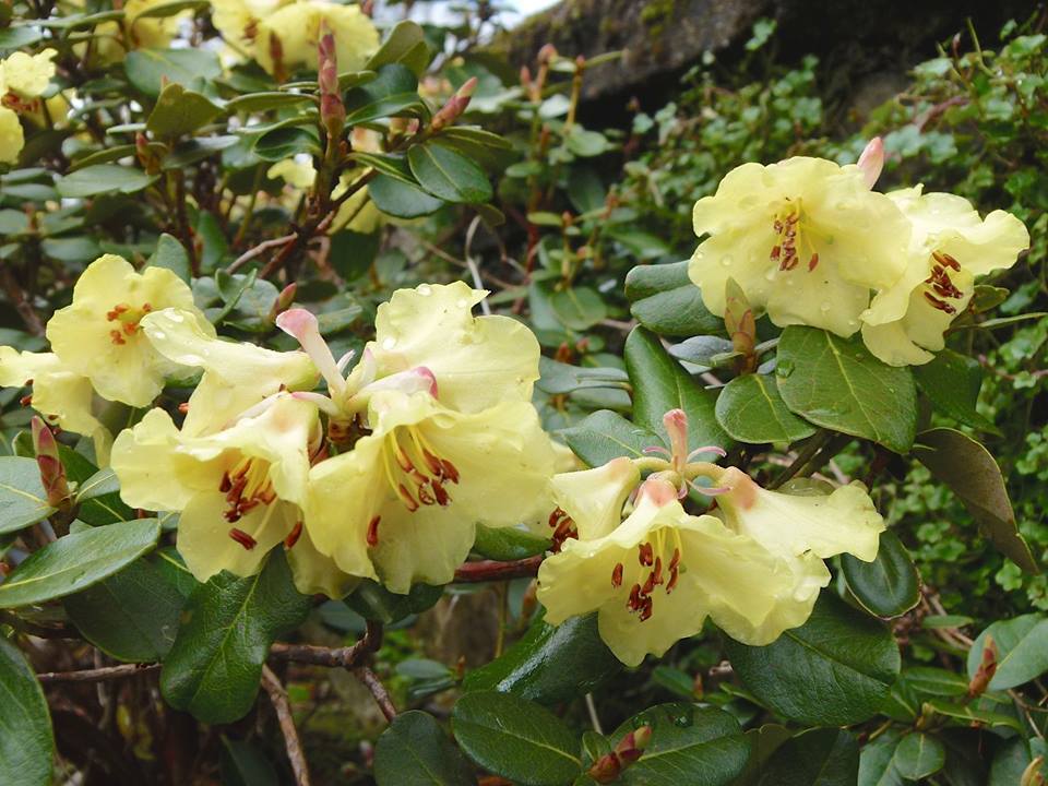  R. dekatanum, photo: Scottish Rhododendron Soc, John Roy 