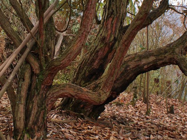  R. arboreum ssp. delavayi trunks.  Photo: Linda Glerup 