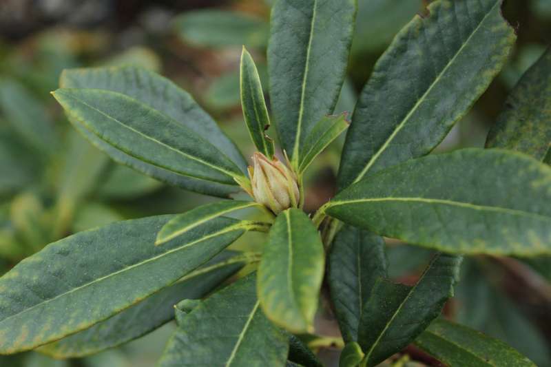 R. dichroanthum ssp. dichroanthum at OJL. Photo: Ole Jonny Larsen
