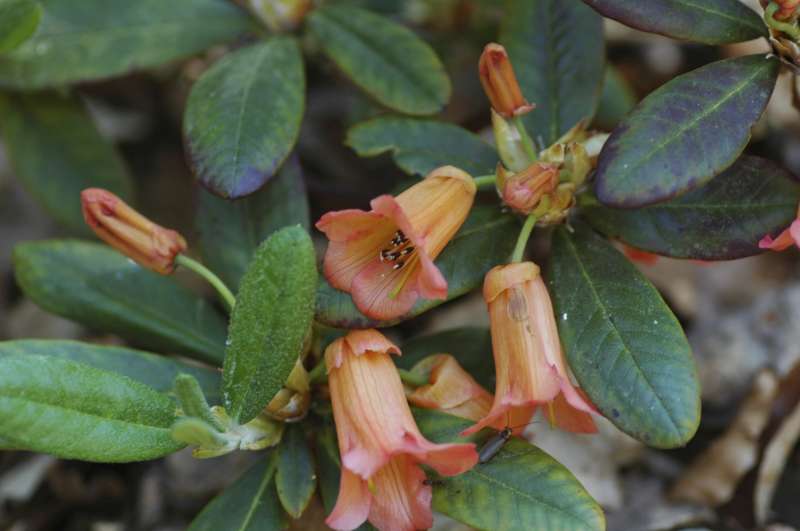  R. dichroanthum ssp. dichroanthum. Photo: Steffan Salomonson