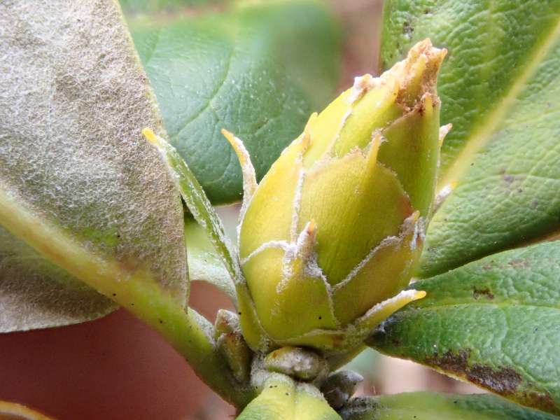  R. dichroanthum ssp. scyphocalyx, flower bud. Foto: Hans Eiberg