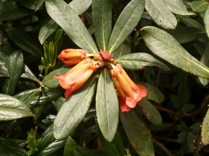  R. dichroanthum ssp. septentrionale. Photo: Ole Jonny Larsen
