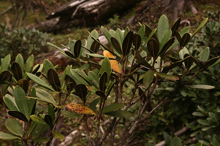  R. dichroanthum ssp. septentrionale. Between Salween and Mekong. Photo: Ole Jonny Larsen