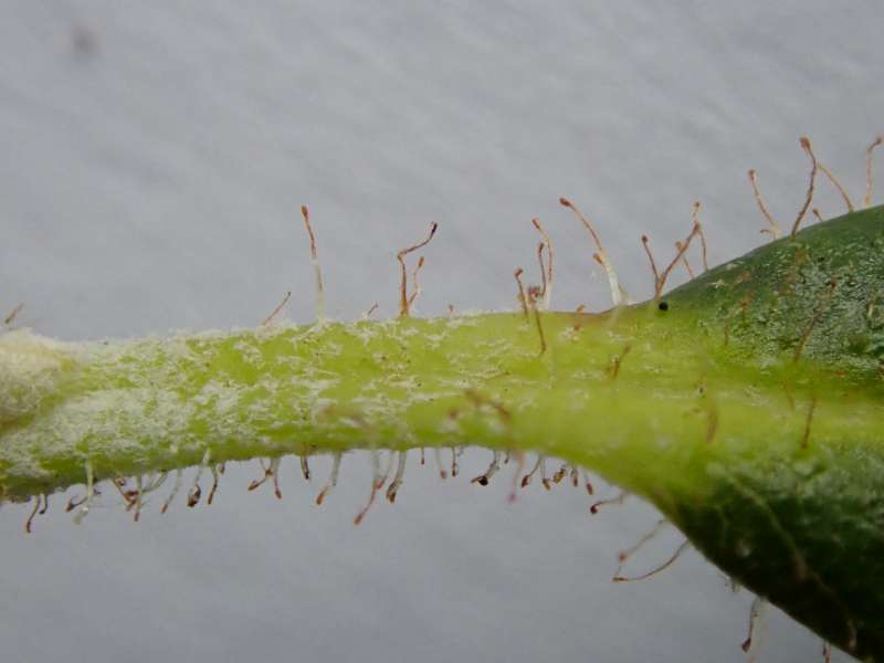  R. sanguineum ssp didymum, photo: H. Eiberg