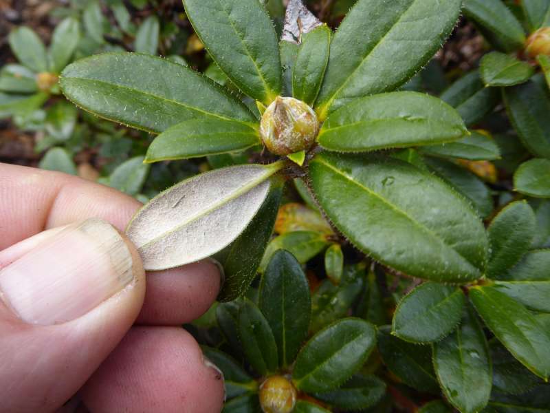  R. sanguineum ssp didymum DGEY, photo: H. Eiberg