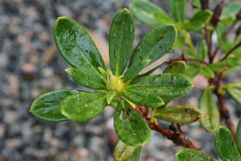  R. sanguineum ssp. didymum, Photo: Ole Jonny Larsen