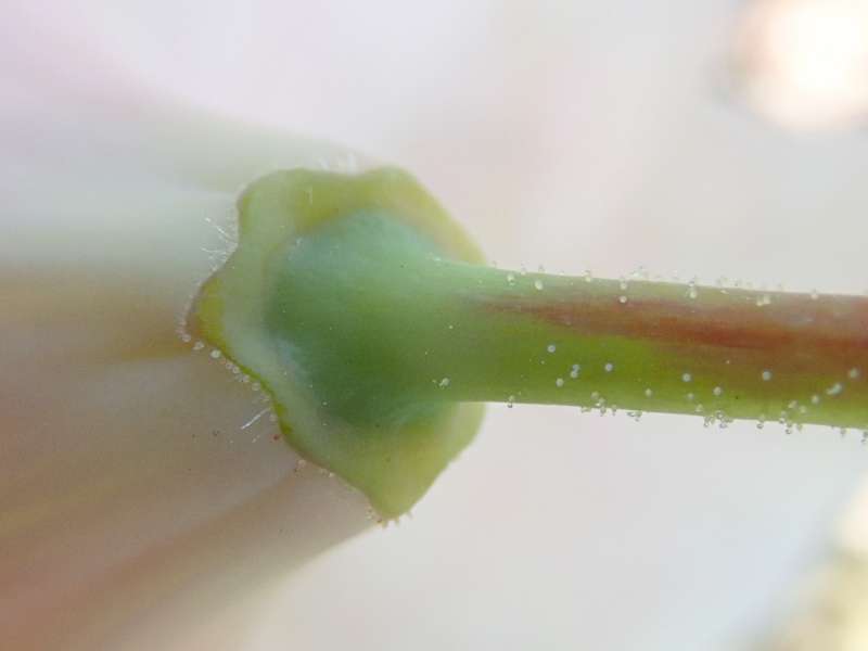  R. fortunei ssp. discolor pedicle. Photo: Hans Eiberg
