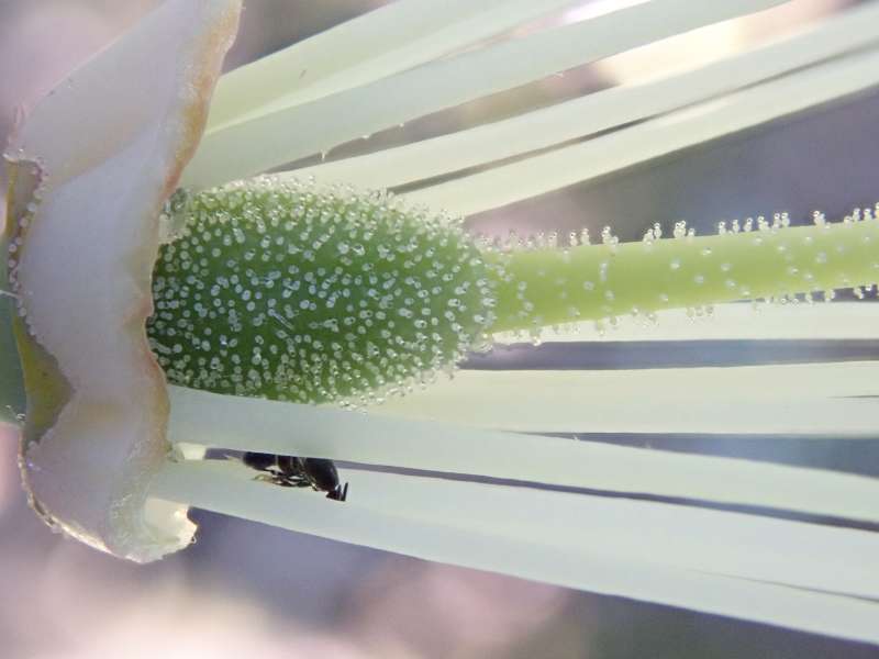  R. fortunei ssp. discolor ovary. Photo: Hans Eiberg