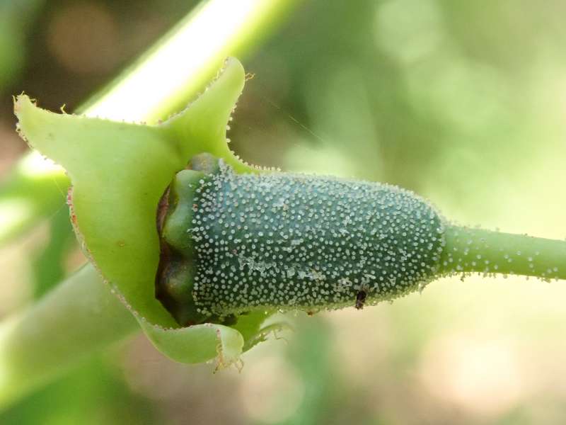  R. fortunei ssp. discolor ovary. Photo: Hans Eiberg