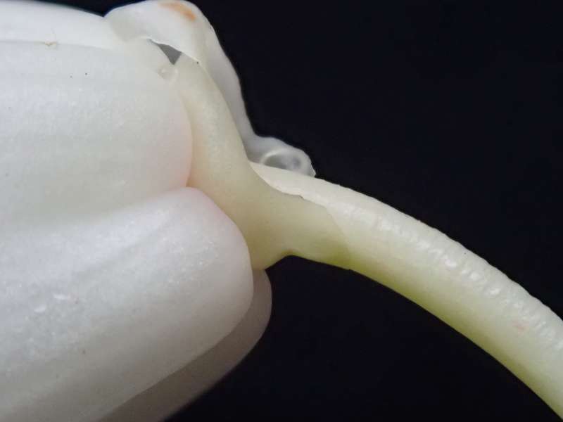  R. eclecteum ovarie, photo: Hans Eiberg