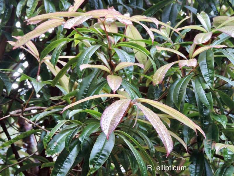  R. latoucheae/ R. ellipticum, photo: New Zealand Rhododendron Association 