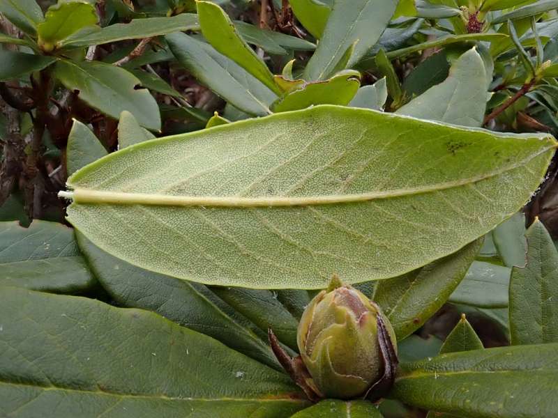  R. eudoxum in Yunnan, photo: Kristian Theqvist