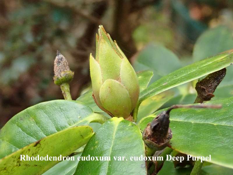  R. eudoxum Deep Purpel, photo: Kurt Hansen