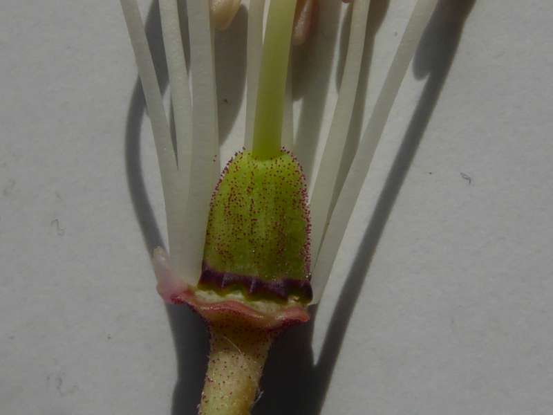  R. oreodoxa var. fargesii. Foto: H. Eiberg