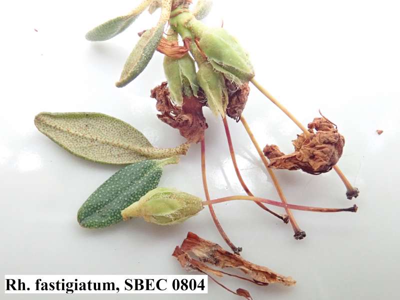  R. fastigiatum, seed pod. Photo: H. Eiberg