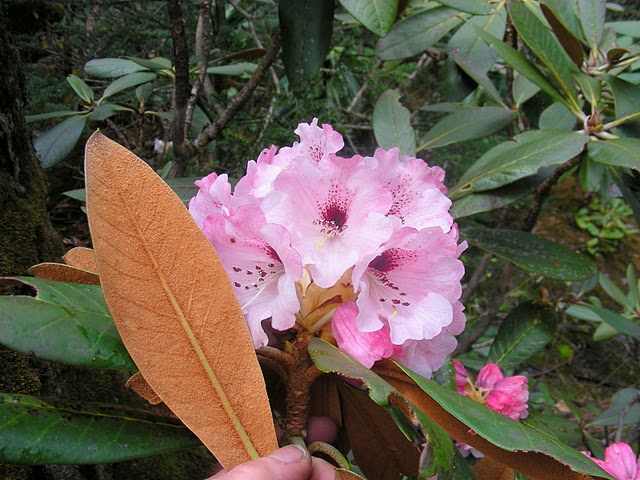  Rhododendron arizelum var. rubicosum, voksende mellem Mekong og Salween 2010, Foto: Bent Ernebjerg