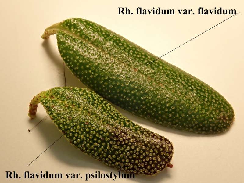  R. flavidum var. psilostylum. Photo: Kurt Hansen