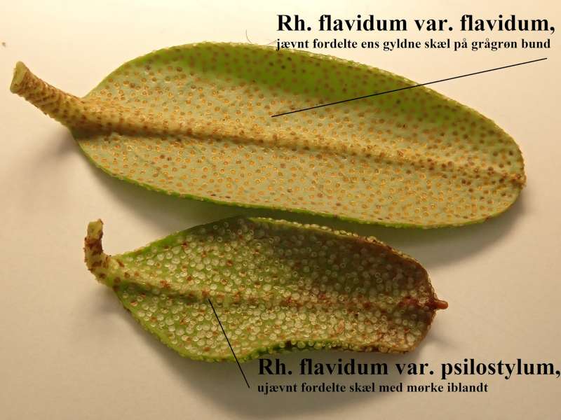 R. flavidum var. psilostylum. Photo: Kurt Hansen