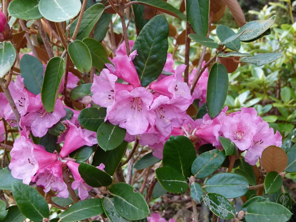  R. flinckii red type, Photo: Scottish Rhododendron Soc. John Roy