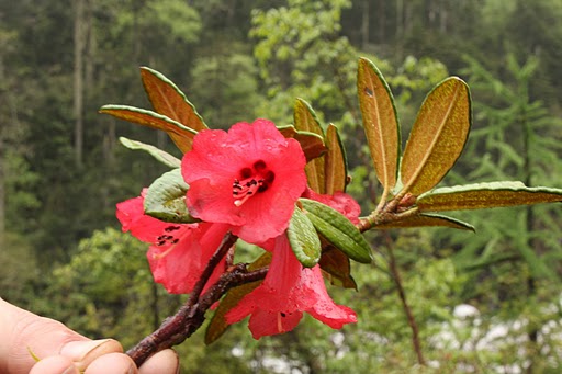  R. floccigerum aff. in Yunnan, Salween-Mekong. Foto: Jan Brodersen