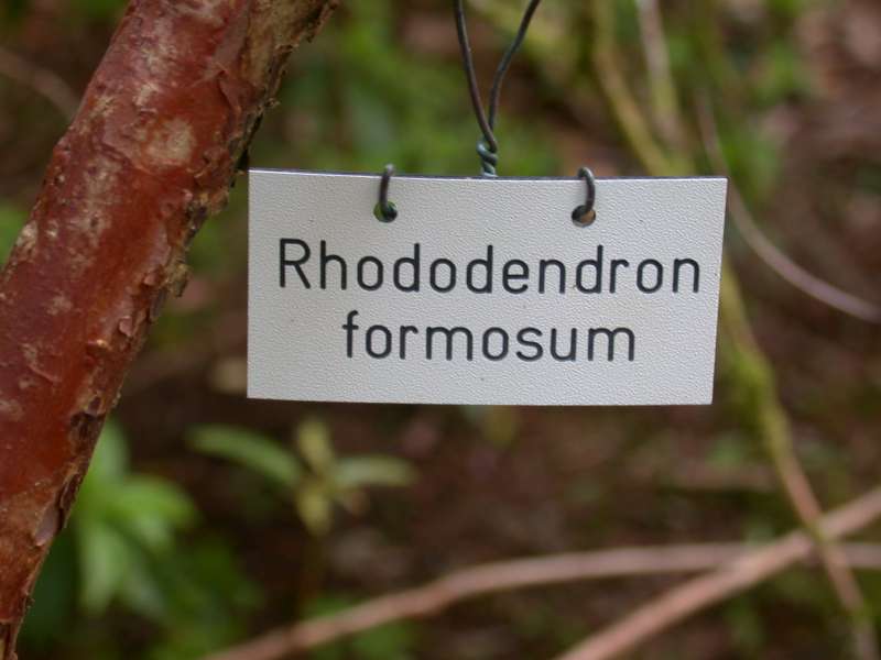  R. formosum. Photo: Hans Eiberg