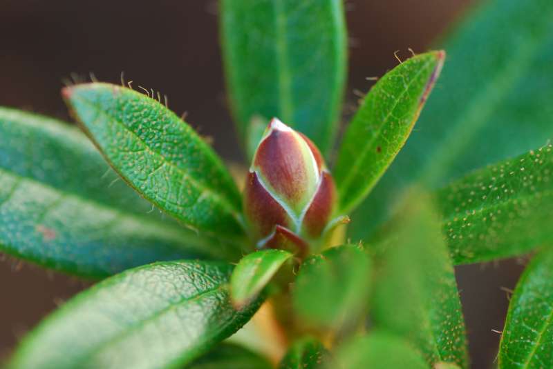  R. formosum var. itephyllum flower bud at EV,  photo: Egil Valderhaug