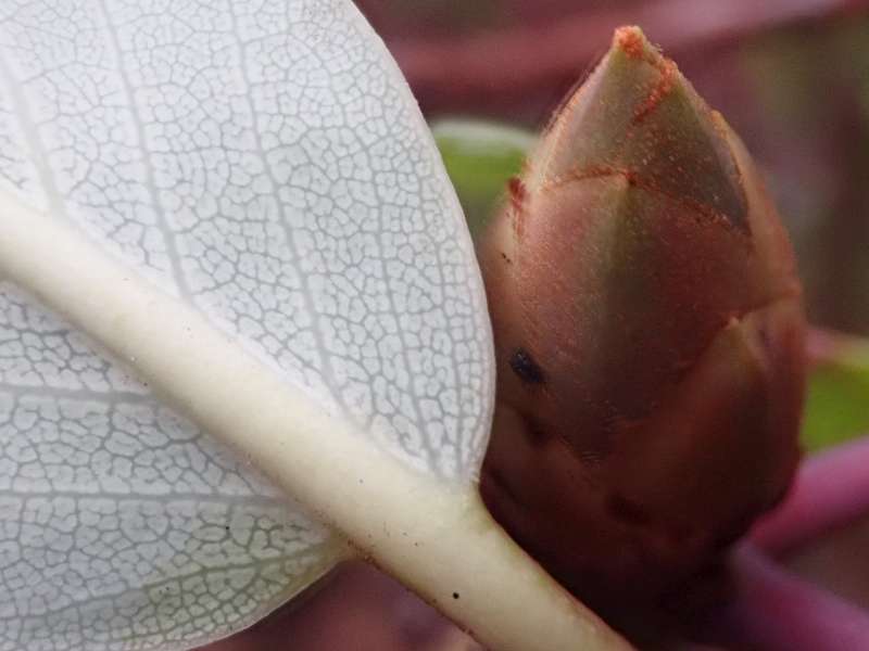  R. fortunei ssp. fortunei leaf. Photo: H. Eiberg