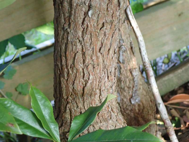  R. fortunei ssp. fortunei trunk. Photo: H. Eiberg