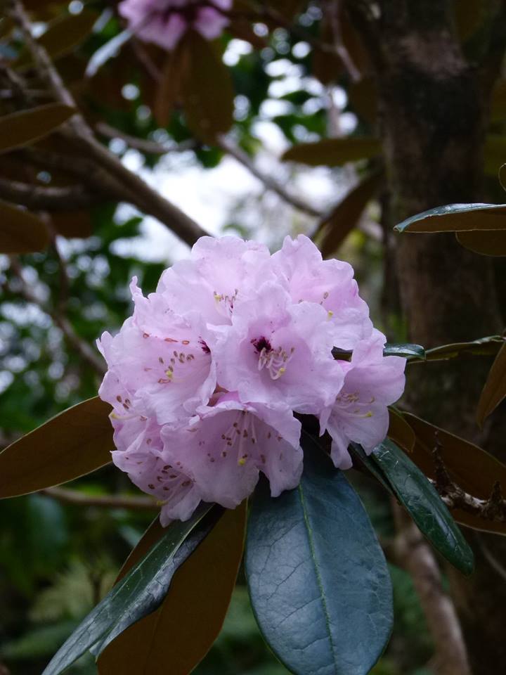  R. fulvum ssp. fulvum, Scottish Rhododendron Soc, John Roy