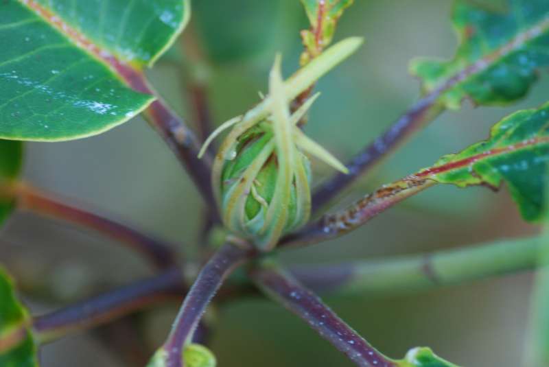  R. griffithianum flower bud, photo: Egil Valderhaug