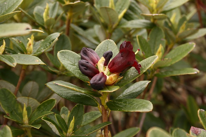  R. sanguineum ssp. sanguineum var. haemaleum mellem Salween og Mekong. Foto: Ole Jonny Larsen