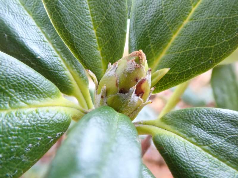 R. herpesticum flower bud, photo: H. Eiberg