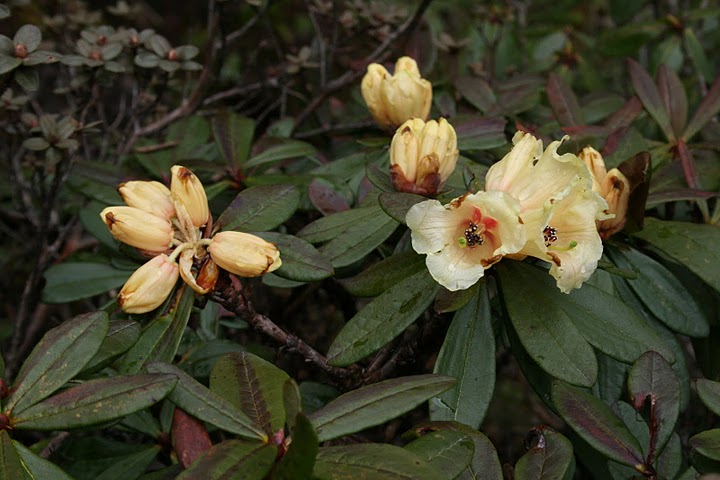 R. sanguineum ssp. sanguineum var. himertum ved Fugong 2010, Foto: OJL