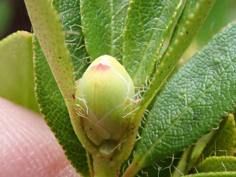  R. hirsutum flower bud, photo: H. Eiberg