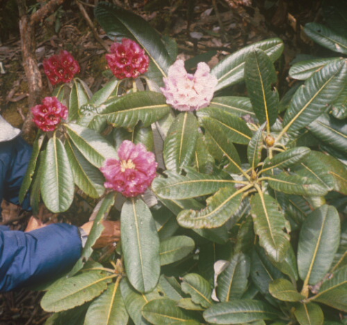 R. hodgsonii fra N. Sikkim. Foto:Hans Eiberg