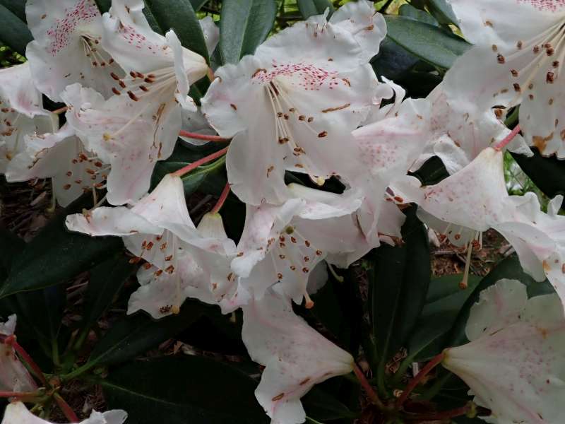  Rhododendron (argyrophyllum ssp.) hypoglaucum. Foto: H. Eiberg