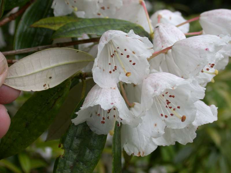  Rhododendron (argyrophyllum ssp.) hypoglaucum Wilson 5137, at Benmore. Foto: H. Eiberg