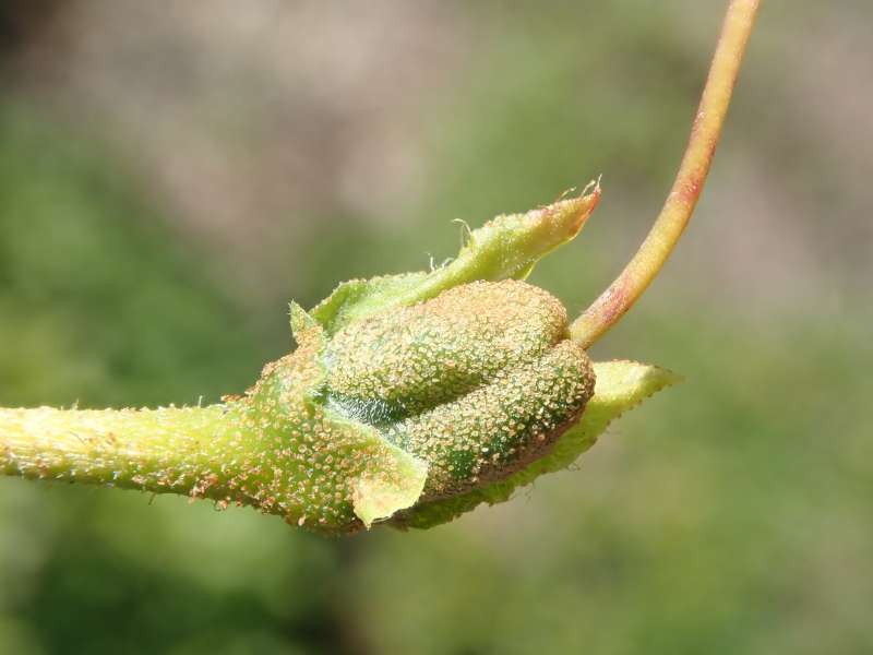  R. calostrotum ssp. keleticum ovarie, photo: H. Eiberg