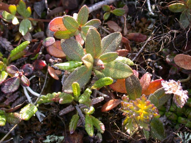  R. parvifolium, Denali west (stop,46 Milestone west, on a hill), Alaska. Photo: Hans Eiberg