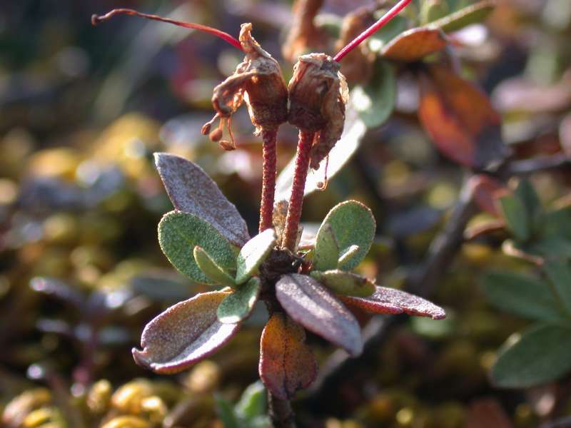  R. parvifolium  Denali west (stop 46 Milestone west, on a hill), Alaska. Photo: Hans Eiberg