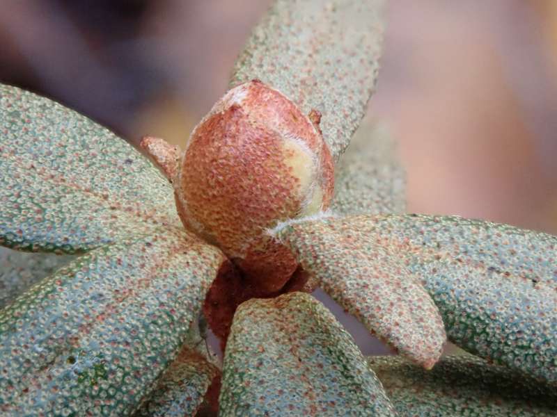  R. lapponicum flower bud. Photo: Hans Eiberg