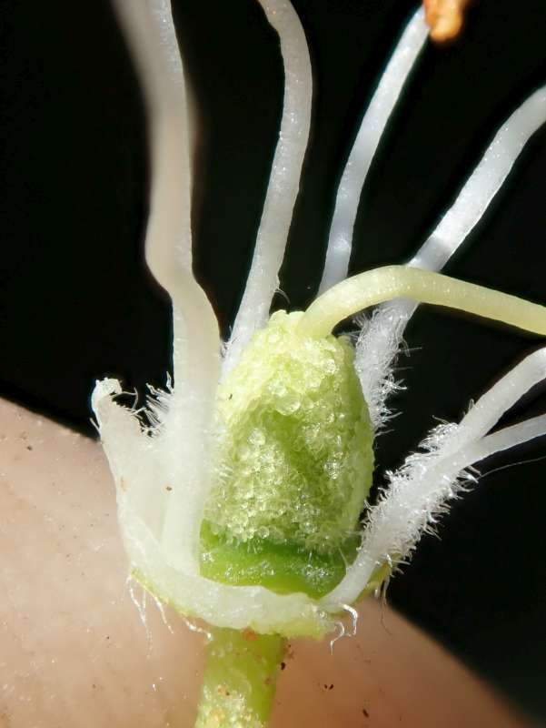  R. lapponicum white. Photo: Hans Eiberg