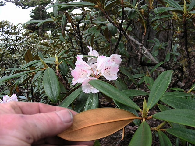  R. phaeochrysum var. levistratum, vokser mellem Salween og Mekong, photo: Bent Ernebjerg